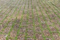 Texture concrete background which has green plants growing between pavement concrete. Royalty Free Stock Photo