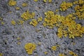 Texture concrete. Old concrete. Wet concrete, moss-grown Royalty Free Stock Photo