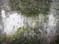 Texture of concrete slab in green moss and mold, background