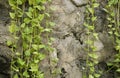 Texture concrete wall background decorate with green ivy hanging in the garden. Copy space for text and ideas. Spotted betel Royalty Free Stock Photo