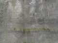 Texture concrete wall with growing green moss on the street Royalty Free Stock Photo