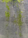 Texture concrete wall with growing green moss on the street Royalty Free Stock Photo