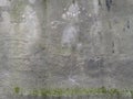 Texture concrete wall with growing green moss on the street Royalty Free Stock Photo