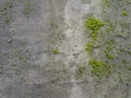Texture concrete wall with growing green moss on the street Royalty Free Stock Photo