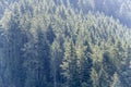 Texture of conifer trees near Oppenau, Black Forest, Germany