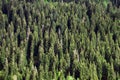 Texture of coniferous forest on a mountainside.