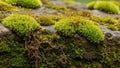 Texture contrasts with the soft vibrant moss highlighting the Royalty Free Stock Photo