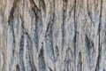 The texture of a convex fibrous carved textured gray wood with stripes and patterns with splinters and chips. The background Royalty Free Stock Photo