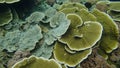Texture coral reef underwater for snorkeling