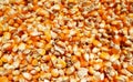 Texture of corn seeds, Corn seeds are dried in the sun Royalty Free Stock Photo