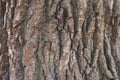 Texture of cottonwood black poplar tree bark Royalty Free Stock Photo