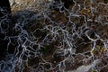 Texture created by intricated dry branches Royalty Free Stock Photo