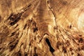Texture cross section of elm tree. Natural burl wood background. Wood surface. Exotic wooden beautiful pattern. Live elm Royalty Free Stock Photo