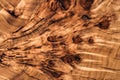 Texture cross section of elm tree. Natural burl wood background. Wood surface. Exotic wooden beautiful pattern. Live elm Royalty Free Stock Photo