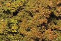 Texture crown of autumn-yellowing chestnuts