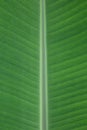 texture of cultivated banana leaf