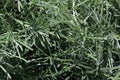 Texture of Curry plant Helichrysum italicum leaves