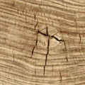 texture cut of old wood transverse Royalty Free Stock Photo
