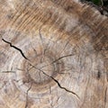 texture cut of old wood transverse Royalty Free Stock Photo