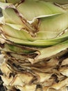 Texture of cut and pruned stem of tropical plant. Close up of trunk of aloe vera cactus in natural state. Medicinal aloe vera