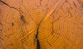 The texture of the cut tree, the angle of the house from the log Royalty Free Stock Photo