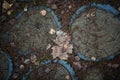 Texture cut of tree. The stump on the ground is covered with pine needles and leaves. Royalty Free Stock Photo