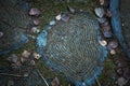 Texture cut of tree. The stump on the ground is covered with pine needles and leaves. Royalty Free Stock Photo