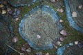 Texture cut of tree. The stump on the ground is covered with pine needles and leaves. Royalty Free Stock Photo