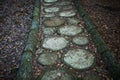 Texture cut of tree. The stump on the ground is covered with pine needles and leaves. Royalty Free Stock Photo