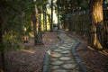 Texture cut of tree. The stump on the ground is covered with pine needles and leaves. Royalty Free Stock Photo