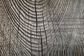 Texture of cut very old wood. Royalty Free Stock Photo