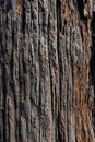 Texture of cypress wood. The bark of an old tree close-up Royalty Free Stock Photo
