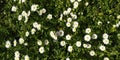 Pattern Background of white Daisys in green floor Royalty Free Stock Photo