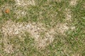 Texture of damaged lawn, grass. Dead grass, dry withered lawn during. Green and yellow grass due to poor maintenance, lack of Royalty Free Stock Photo