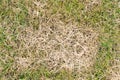 Texture of damaged lawn, grass. Dead grass, dry withered lawn during. Green and yellow grass due to poor maintenance, lack of Royalty Free Stock Photo