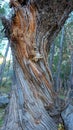 Texture of damaged stripped tree trunk with a clump of woody mushrooms. Closeup Royalty Free Stock Photo