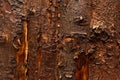 Texture of dark bark Royalty Free Stock Photo