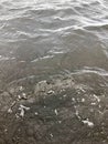 Texture of dark black cold water with waves of ripples rippling. The background Royalty Free Stock Photo