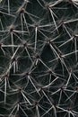 Texture with dark-green cactus surface Royalty Free Stock Photo