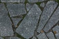 Texture of dark green moss on a gray stone walkway. Royalty Free Stock Photo