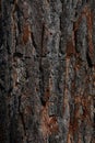 Texture dark pine bark. Natural photo background Royalty Free Stock Photo