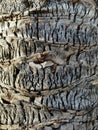 Texture of the date palm tree trunk Royalty Free Stock Photo