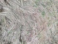 Texture of dead grass field Royalty Free Stock Photo