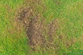 The texture of dead grass top view wallpaper nature background texture Green and yellow grass texture the lack of lawn care and ma Royalty Free Stock Photo