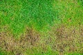 The texture of dead grass top view wallpaper nature background texture Green and yellow grass texture the lack of lawn care. Royalty Free Stock Photo