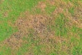 The texture of dead grass top view wallpaper nature background texture Green and yellow grass texture the lack of lawn care and ma Royalty Free Stock Photo