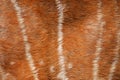 Texture of deer fur