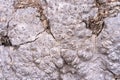 Texture dense convex bark of an old tree. Background