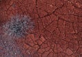 texture of a desert cracks takyr dark red, brick color and thorns