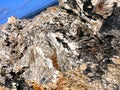 Texture detail of a dead tree trunk on the beach at Morel in Guadeloupe Royalty Free Stock Photo